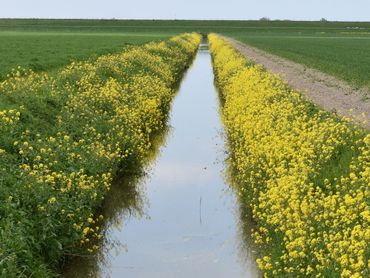 Geklepelde oevers. Wel kleur, maar nauwelijks biodiversiteit