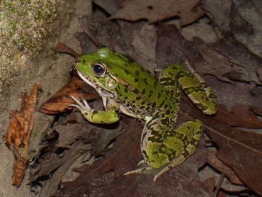 Pelophylax ridibundus kurtmuelleri - Lefkas, Griekenland