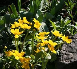 Dotterbloem bloei, foto Arnold van Vliet