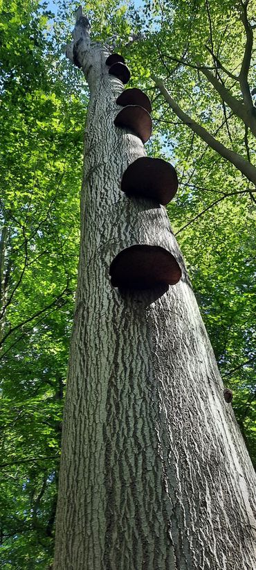 Echte tonderzwammen op zieke Beuken