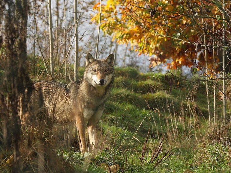  Door eeuwen van vervolging verdween de wolf uit ons land. Bescherming leidde tot herstel van aantallen en verspreidingsgebied
