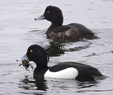 Kuifeend eet een rivierkreeft