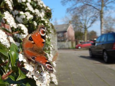 Voor vroege vlinders moet je in steden en dorpen zijn, hier dagpauwoog op sneeuwbal