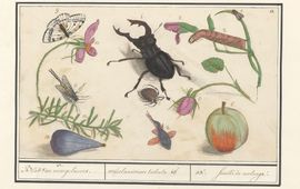 Rijksmuseum oude tekening lead