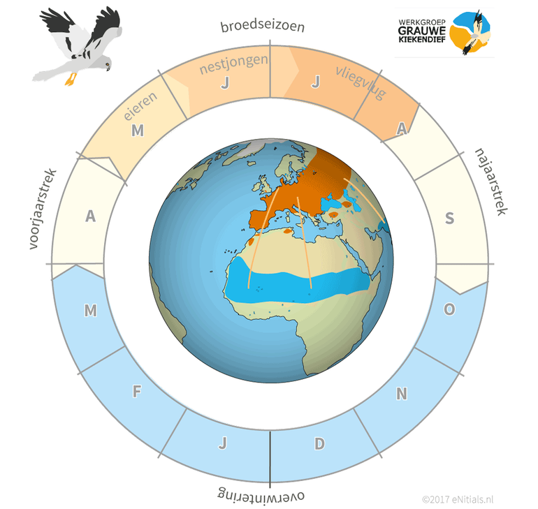 De jaarrondcyclus van Grauwe Kiekendieven. Broeden van West-Europa tot Centraal Azië, overwinteren in Afrika en India