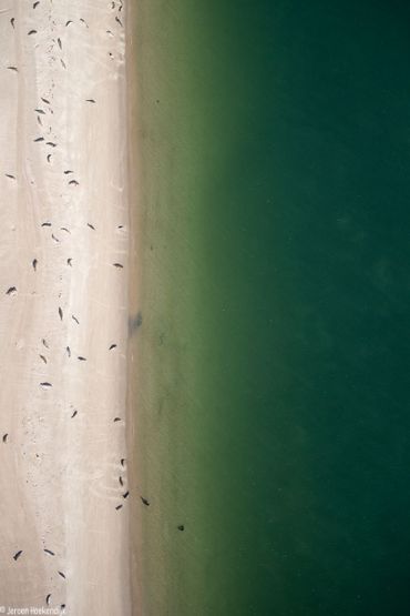 Harbour seals in the Wadden Sea. These seals keep more apart than grey seals, as pictured above this article