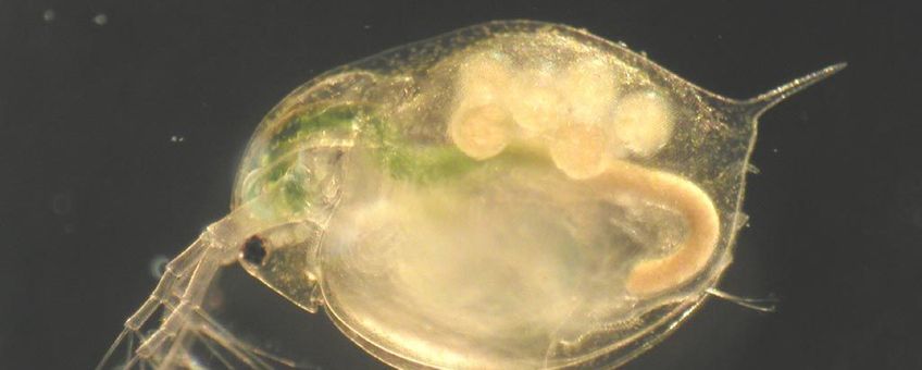 Daphnia magna