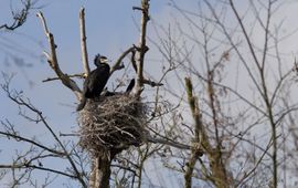 Phalacrocorax carbo. Aalscholver