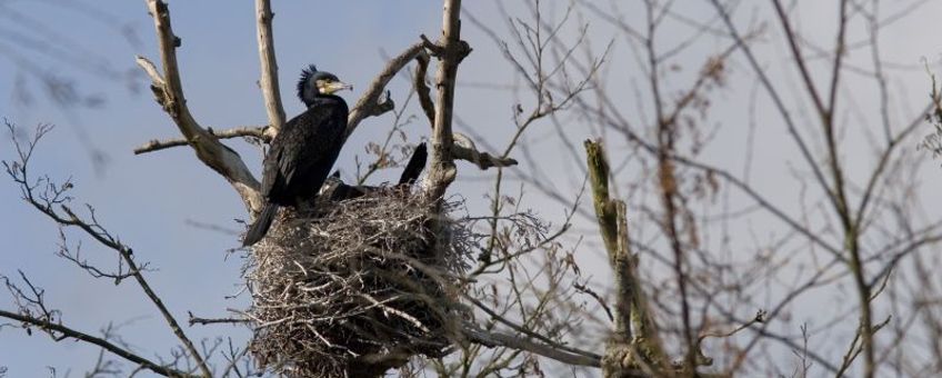 Phalacrocorax carbo. Aalscholver