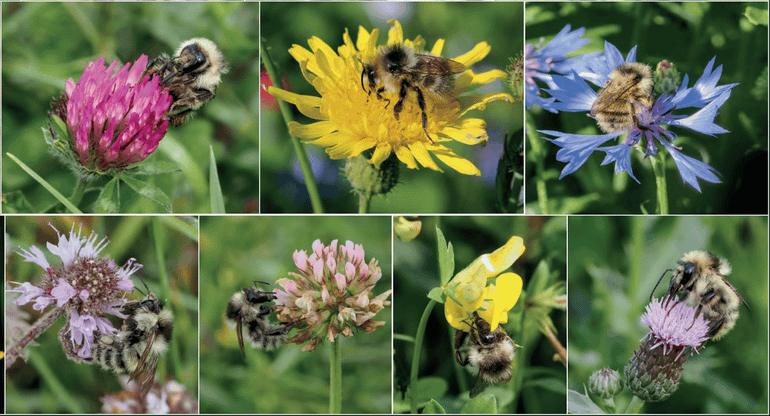 Variatie in door de zandhommel bezochte bloemen. De charismatische zandhommel is de panda van de Nederlandse delta