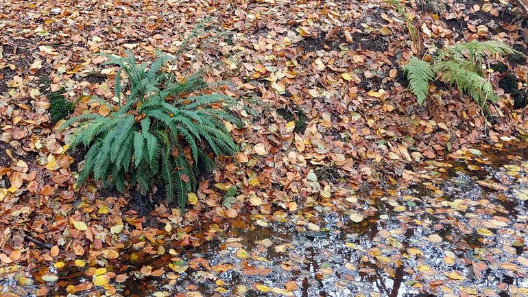 Dubbelloof doet het weer beter in het Ulvenhoutse Bos, dankzij de vochtigere oevers