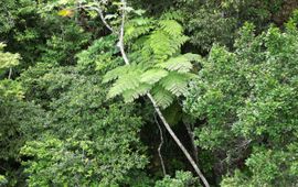 West-Indische Boomvaren Cyathea arborea na 138 jaar herontdekt op de steile binnenhelling van de Quill.