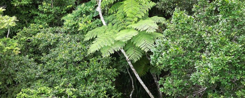 West-Indische Boomvaren Cyathea arborea na 138 jaar herontdekt op de steile binnenhelling van de Quill.