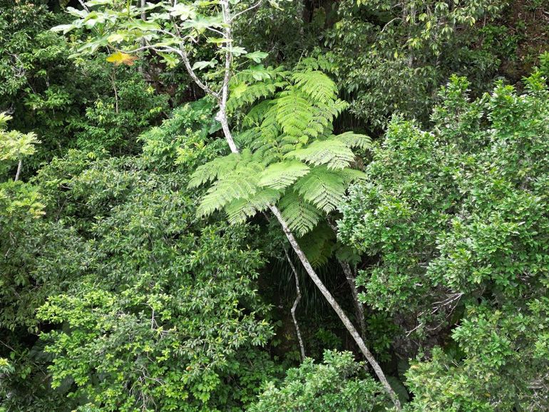 The large leaves of the West Indian Tree Fern are clearly visible