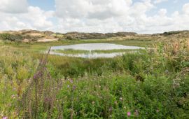 Natte duinvallei Noord-Holland