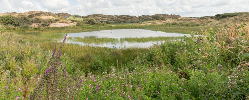 Natte duinvallei Noord-Holland