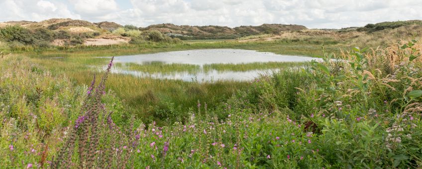 Natte duinvallei Noord-Holland