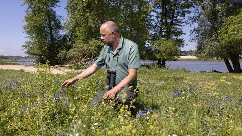 Twan Teunissen bij brede ereprijs, een zeldzame maar kenmerkende plant voor stroomdalgrasland