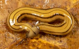 Meerlijnige hamerhoofdplatworm (Diversibipalium multilineatum)