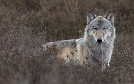 Jorrit Vlot via Wolvenmeldpunt - Alleen voor eigen gebruik BIJ12 Eigen gebruik BIJ12