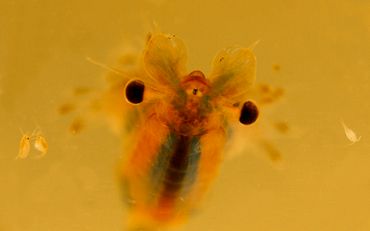 Het oranje-blauw zwemmend geraamte Eubranchipus grubii is een zeldzame kieuwpootkreeft