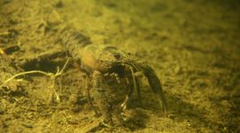 Astacus astacus, Europese rivierkreeft
