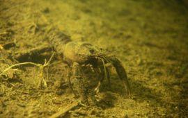 Astacus astacus, Europese rivierkreeft