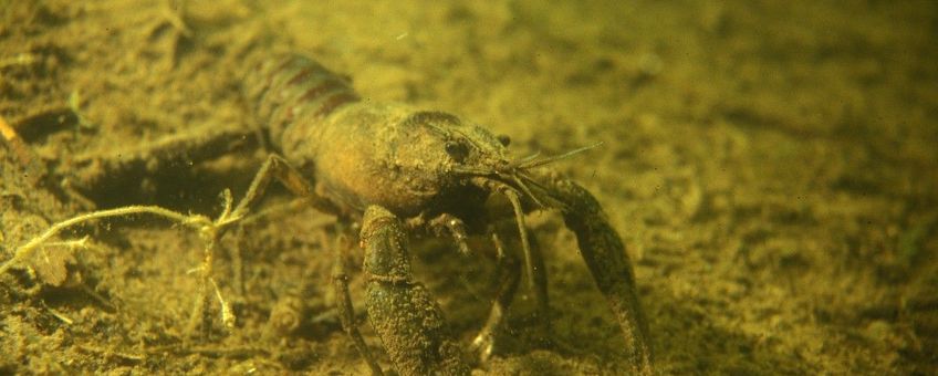 Astacus astacus, Europese rivierkreeft