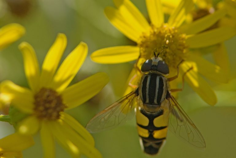 Veel insecten profiteren van de bloeiende, ecologisch beheerde bermen, zoals deze zweefvlieg. Bermen vormen fijne aders door de hele provincie: dat zet voor biodiversiteit echt zoden aan de dijk