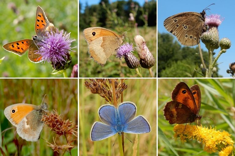 Graslandvlinders die profiteren van het vlinderbeheer: v.l.n.r. boven: kleine vuurvlinder, bruin zandoogje & koevinkje, onder: hooibeestje, icarusblauwtje & oranje zandoogje