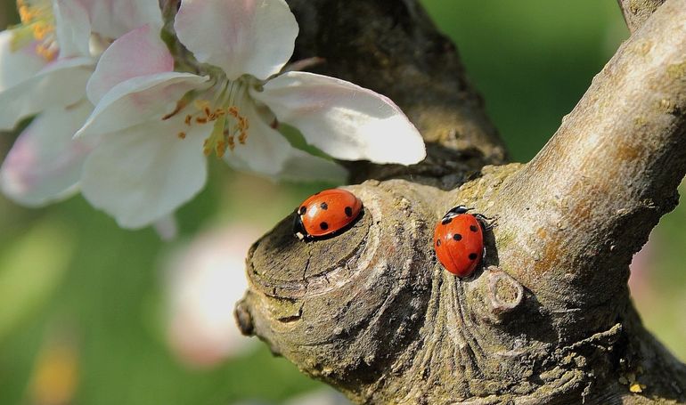 Vogels, maar ook insecten en vleermuizen eten of parasiteren eikenprocessie-eitjes, -rupsen, -poppen of -vlinders