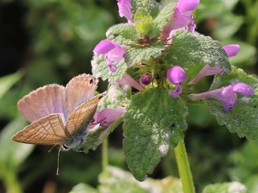 Dit tijgerblauwtje werd dit jaar gefotografeerd in de heemtuin Goudse Hout