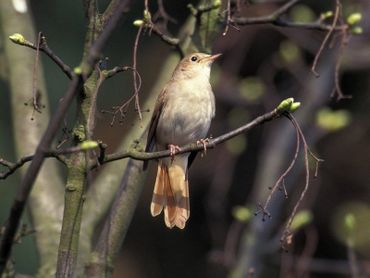 De nachtegaal was een van de vele soorten die profiteerden van de nieuwe natuur