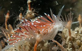 Coryphella verrucosa