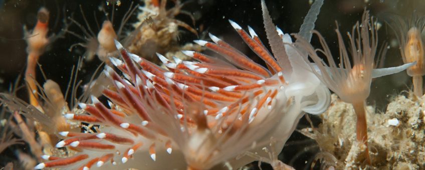 Coryphella verrucosa