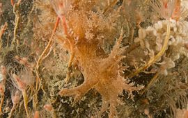 Grote boompjesslak, Oosterschelde