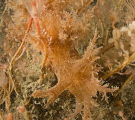 Grote boompjesslak, Oosterschelde