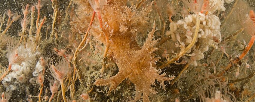 Grote boompjesslak, Oosterschelde