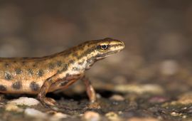 Jelger Herder Kleine watersalamander