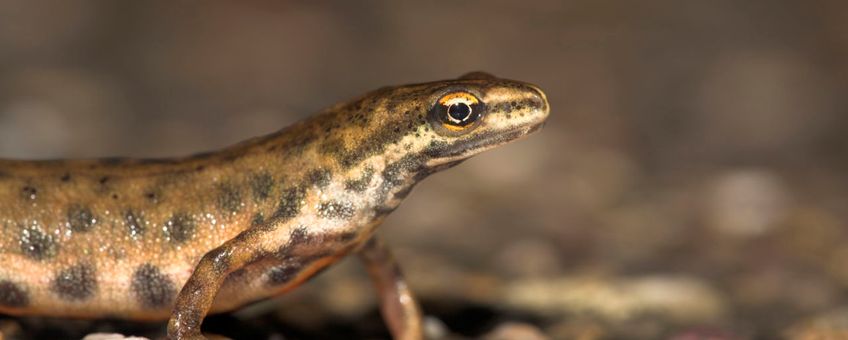 Kleine watersalamander