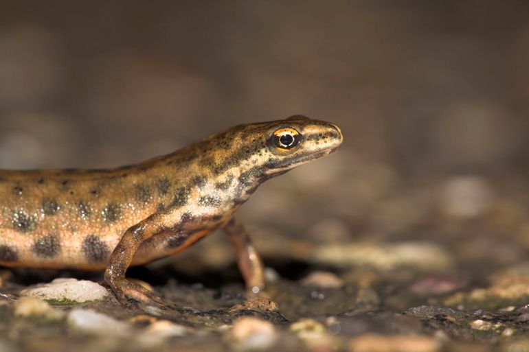 Kleine watersalamander
