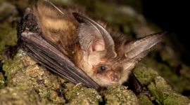 Een gewone grootoorvleermuis met een zender op de rug. Telemetrisch onderzoek is nodig om verblijfplaatsen van deze soort in stedelijk gebied op te sporen.