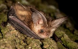 Een gewone grootoorvleermuis met een zender op de rug. Telemetrisch onderzoek is nodig om verblijfplaatsen van deze soort in stedelijk gebied op te sporen.