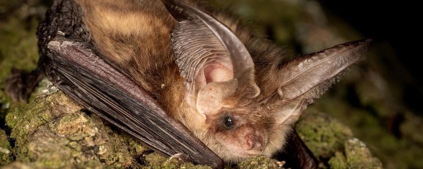 Een gewone grootoorvleermuis met een zender op de rug. Telemetrisch onderzoek is nodig om verblijfplaatsen van deze soort in stedelijk gebied op te sporen.