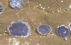 Joop Verkuil Blauwe haarkwal op het strand