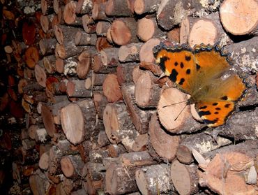 In deze houtstapel overwinterden minimaal twee grote vossen