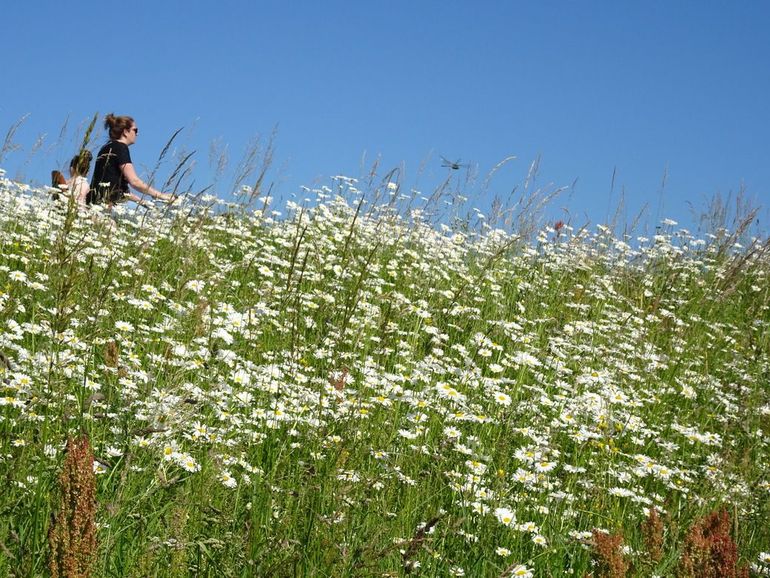 Vrouw fietst op dijk begroeid met margrietjes