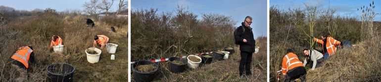 Links: zorgvuldig verzamelt het team van Landschapsonderhoud Rotterdam het strooisel in de ondergroei van struiken en grasvegetaties. Midden: kuipen met strooisel klaargezet om langs het uitgezette en geprepareerde tracé te verspreiden. Rechts: het verspreiden van strooisel langs het uitgezette adoptietracé in het Vinetaduin