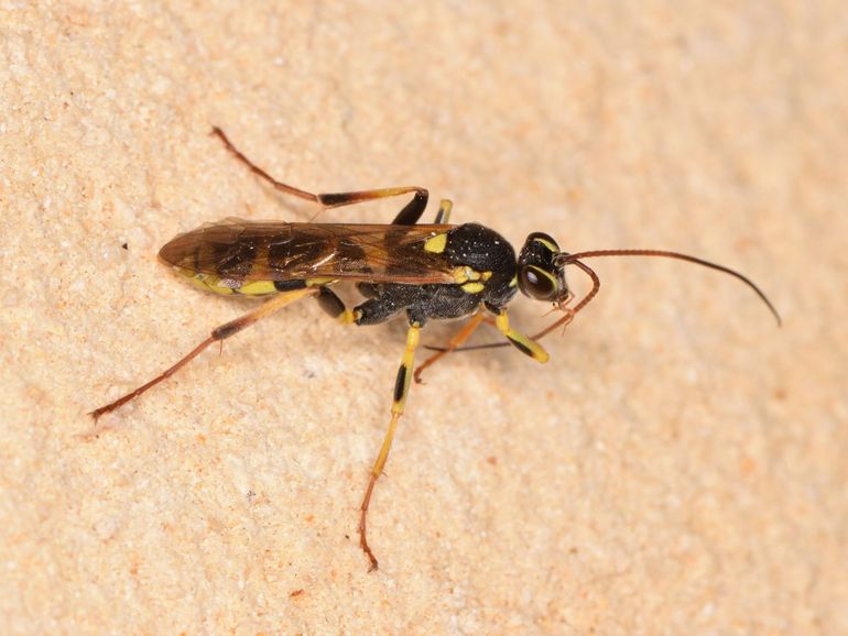 Ook in grotten vindt men soms overwinterende sluipwespen zoals Amblyteles armatorius