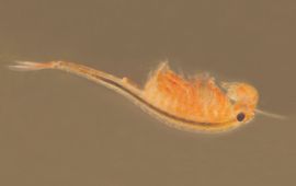 Het oranje-blauw zwemmend geraamte Eubranchipus grubii is een zeldzame kieuwpootkreeft